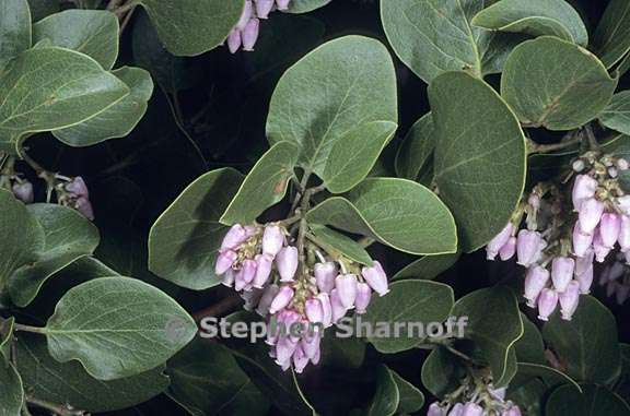 arctostaphylos patula 3 graphic